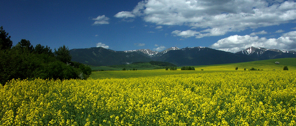 Mountain Scene